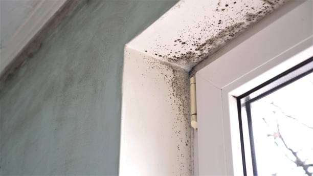 Best Mold Cleaning Services  in Charleston, MO