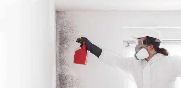 Best Fast Mold Removal  in Charleston, MO