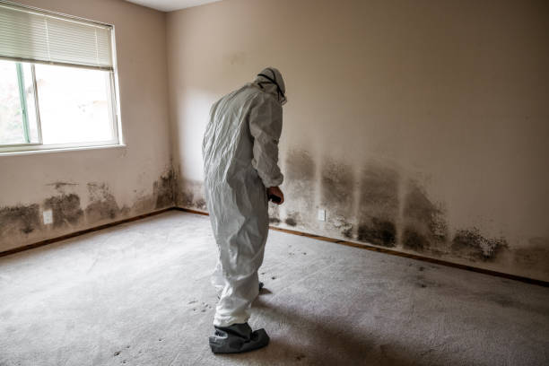 Certified Mold Removal in Charleston, MO