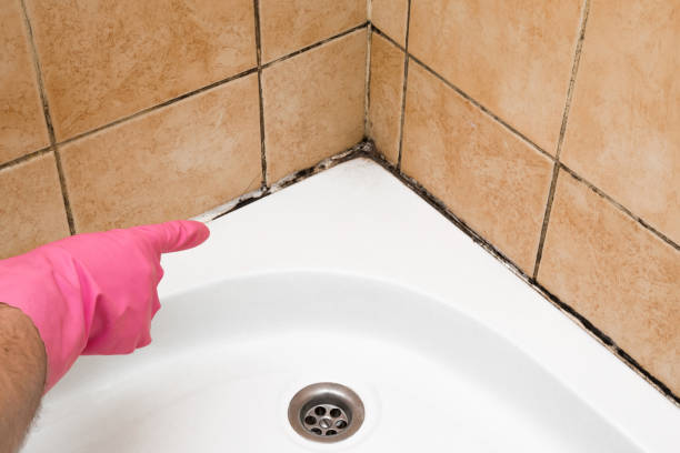Best Mold Damage Repair  in Charleston, MO